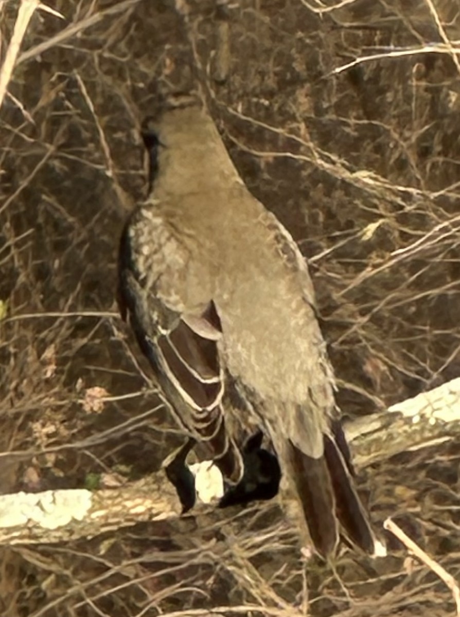 American Robin - ML647557405