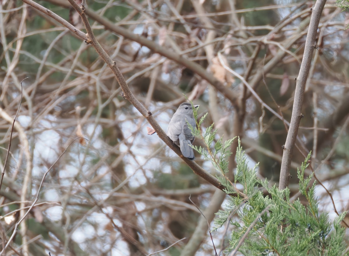 Gray Catbird - ML647557412