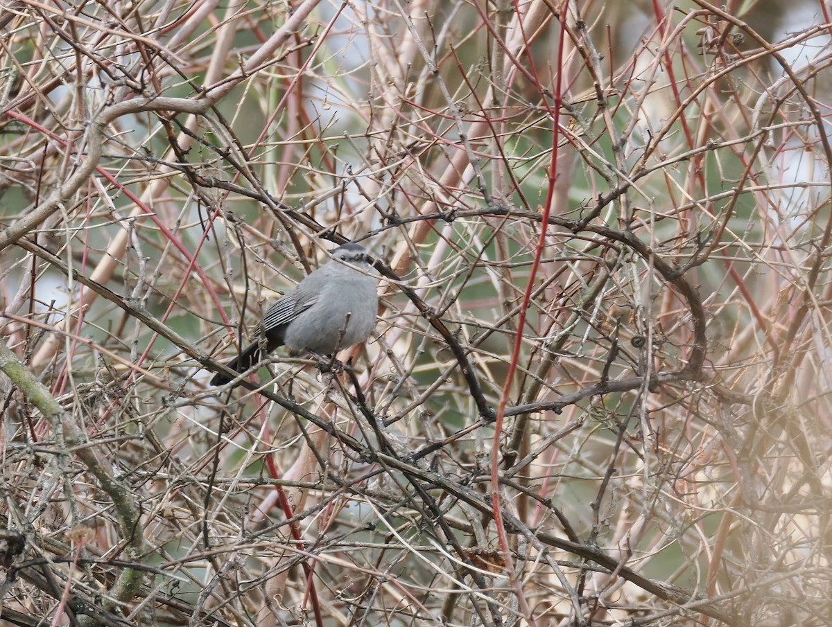 Gray Catbird - ML647557413
