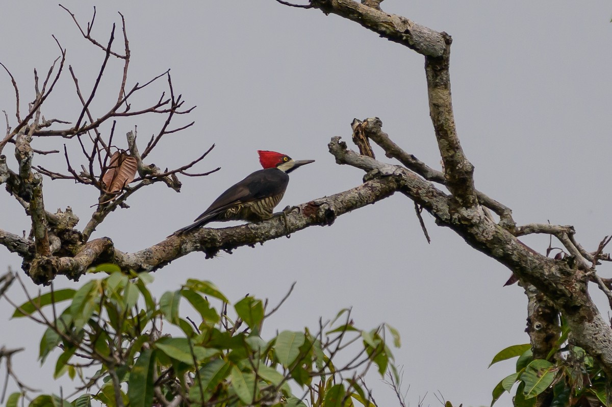 Crimson-crested Woodpecker - ML647557422