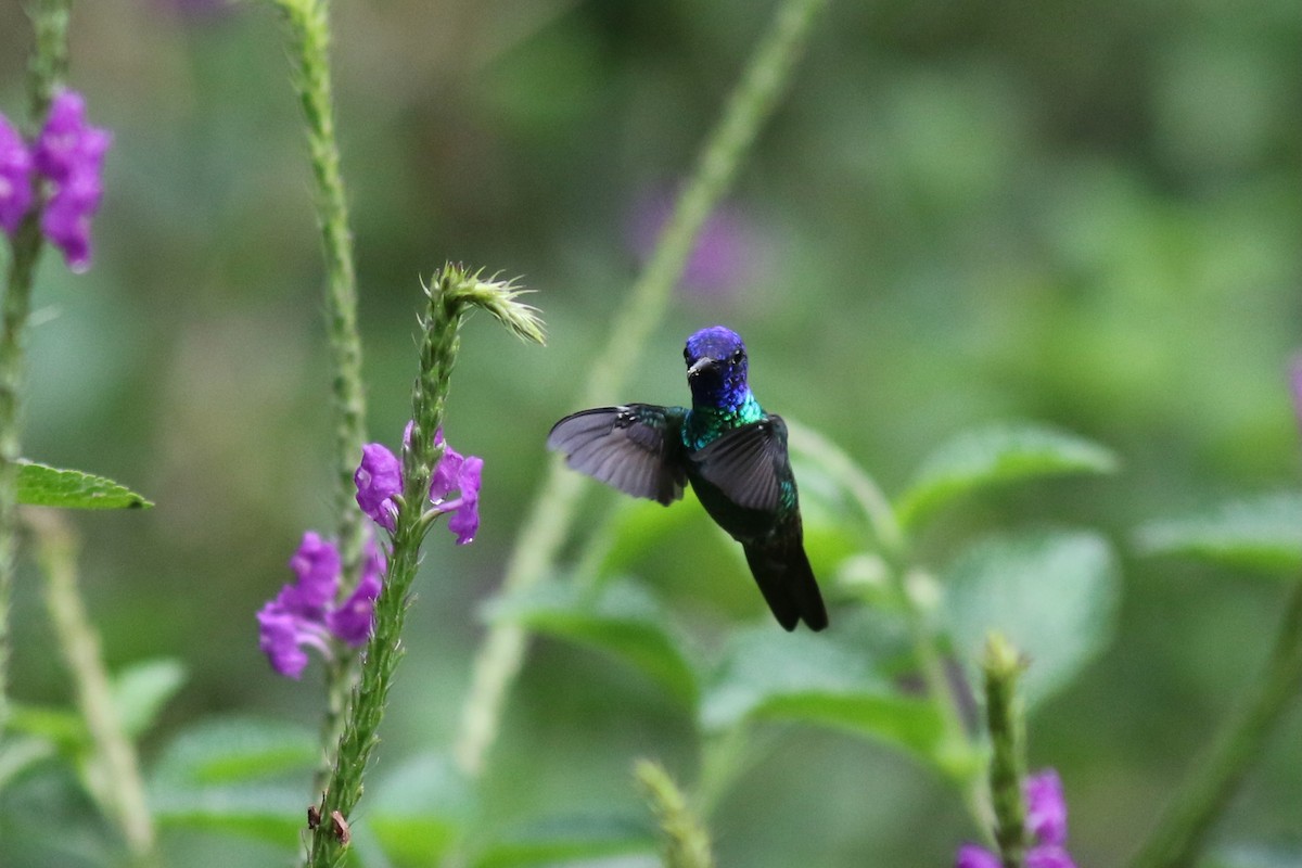 Golden-tailed Sapphire - ML647557444