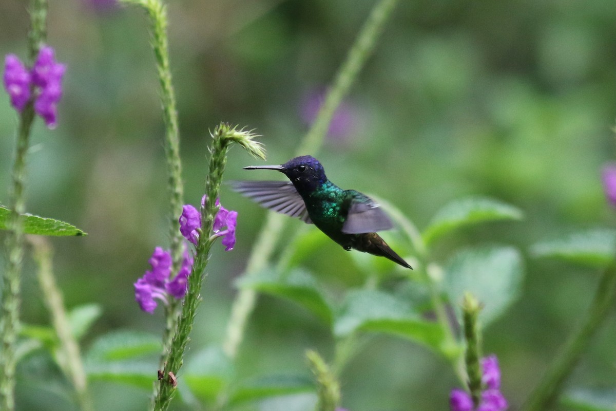 Golden-tailed Sapphire - ML647557445