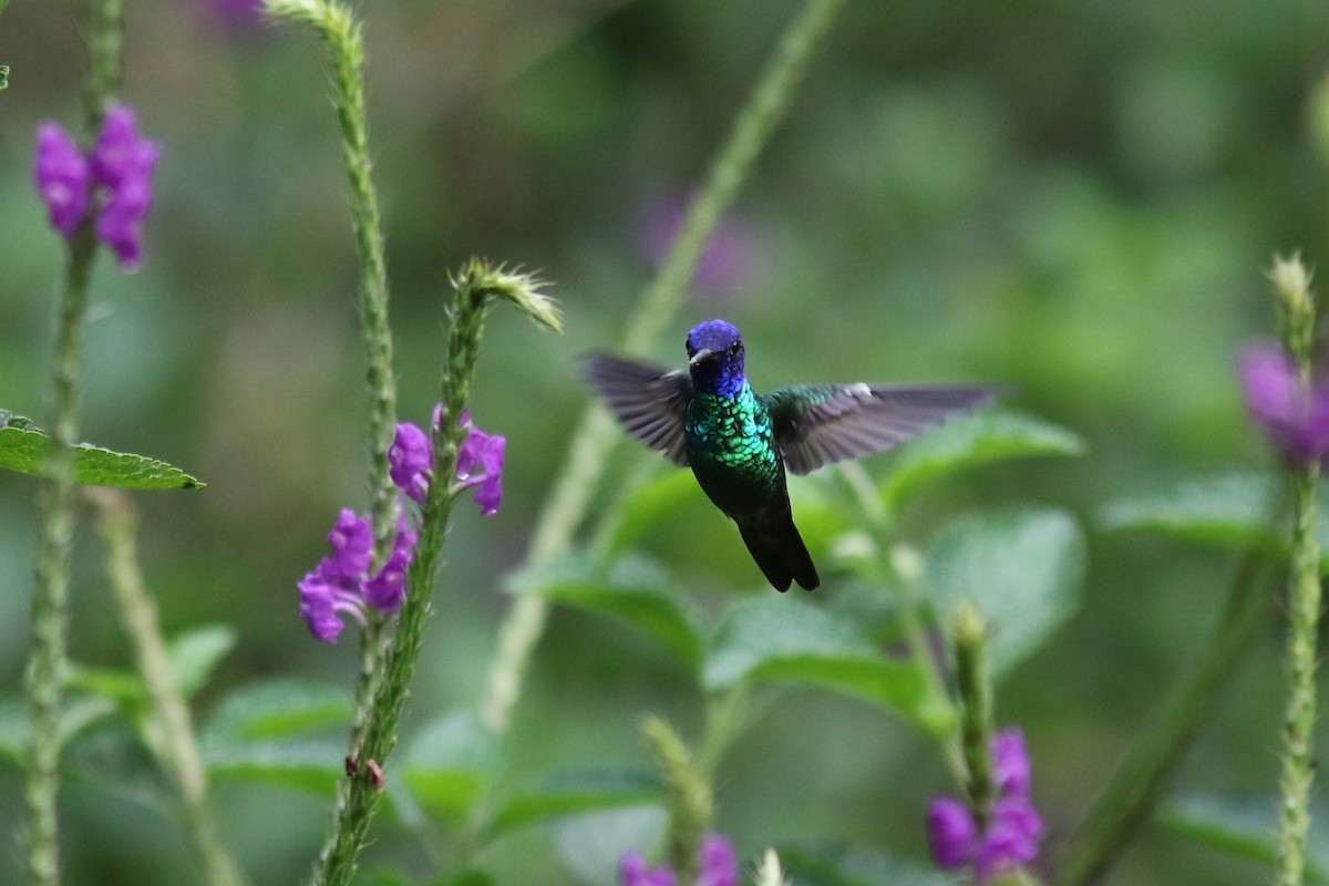 Golden-tailed Sapphire - ML647557446