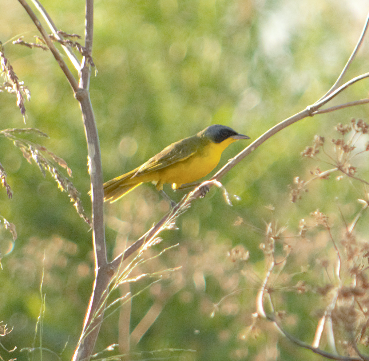 Southern Yellowthroat - ML647557454