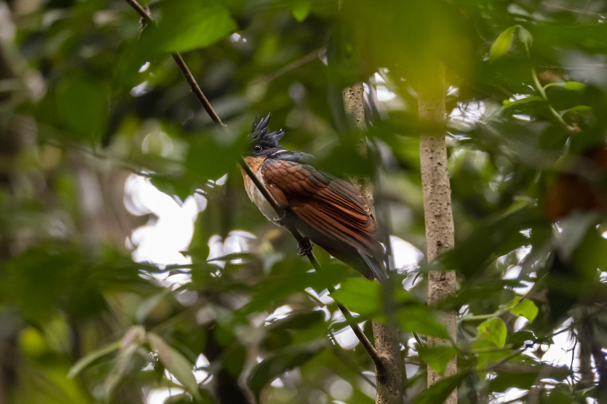 Chestnut-winged Cuckoo - ML647557555