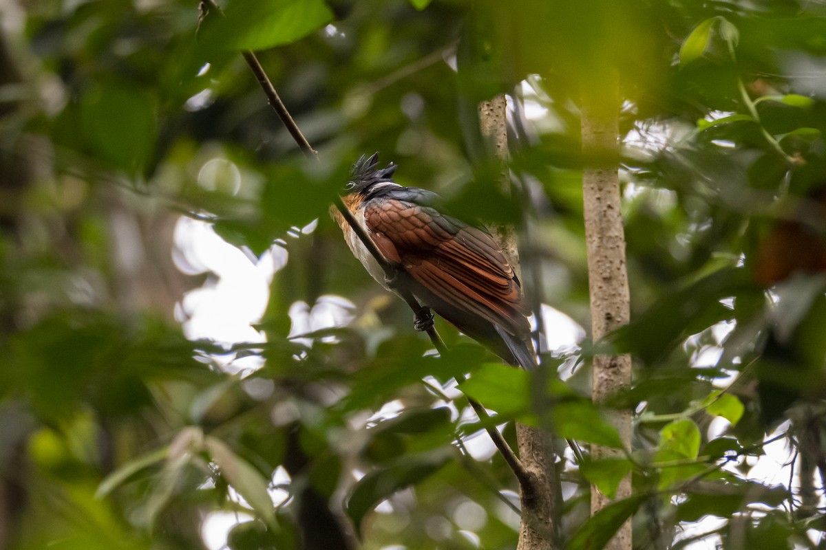 Chestnut-winged Cuckoo - ML647557556
