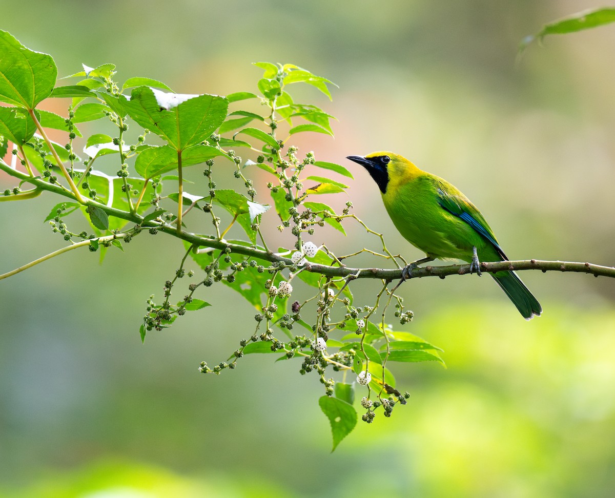 Verdin à ailes bleues - ML647557557