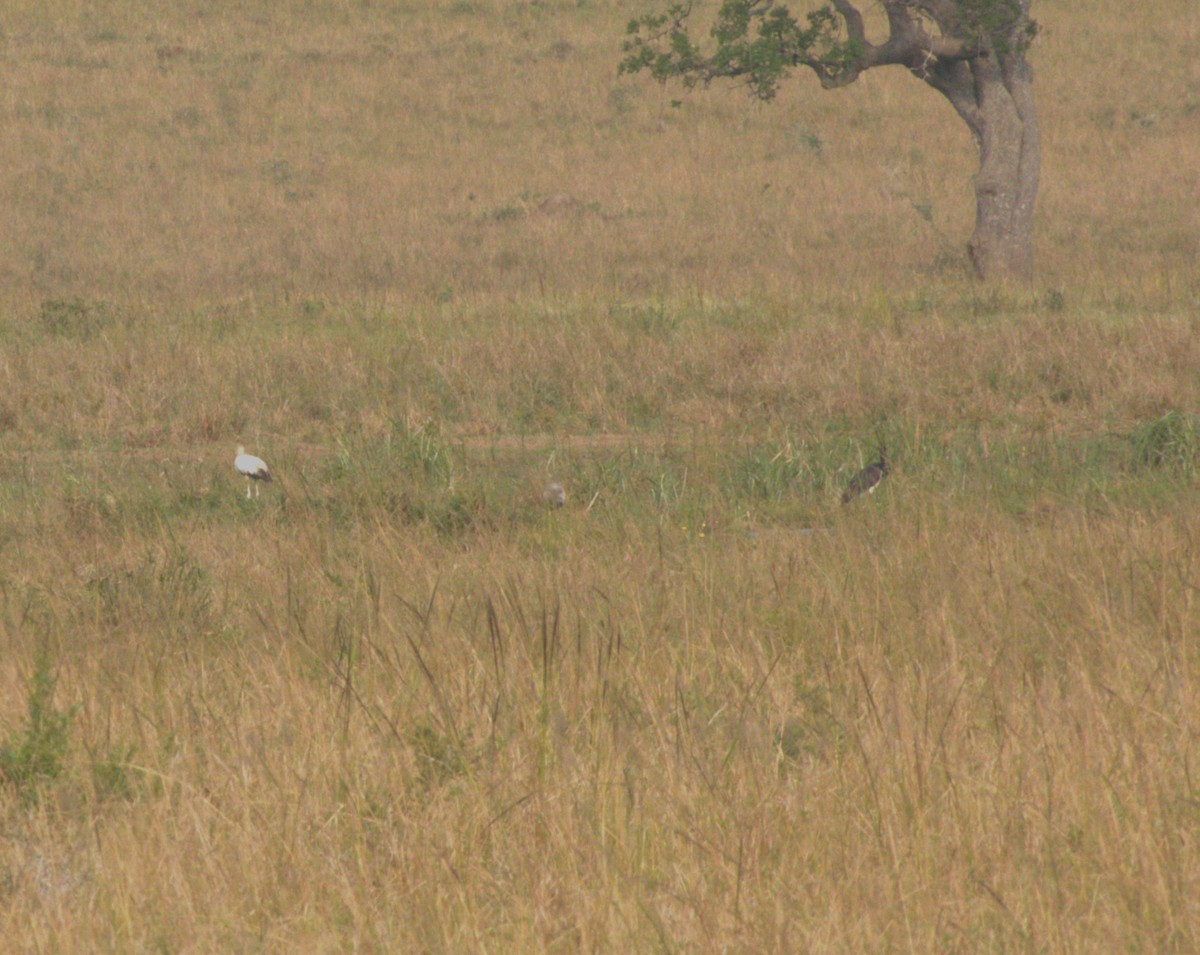 Abdim's Stork - ML647557559