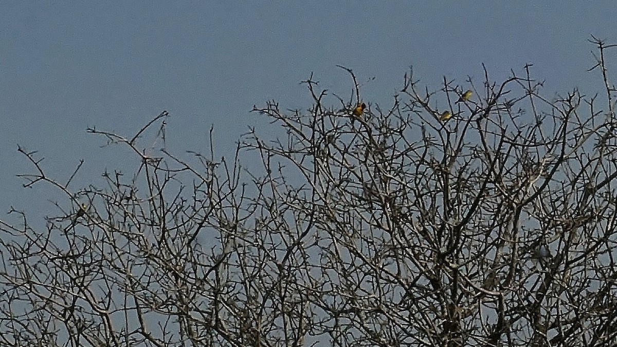 Black-headed Weaver - ML647557573