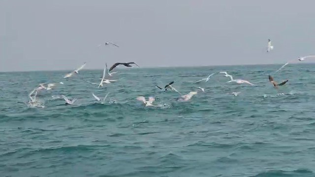 白嘴端燕鷗 - ML647557575