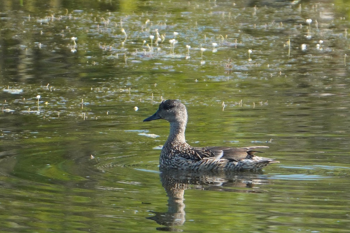 Falcated Duck - ML647557633