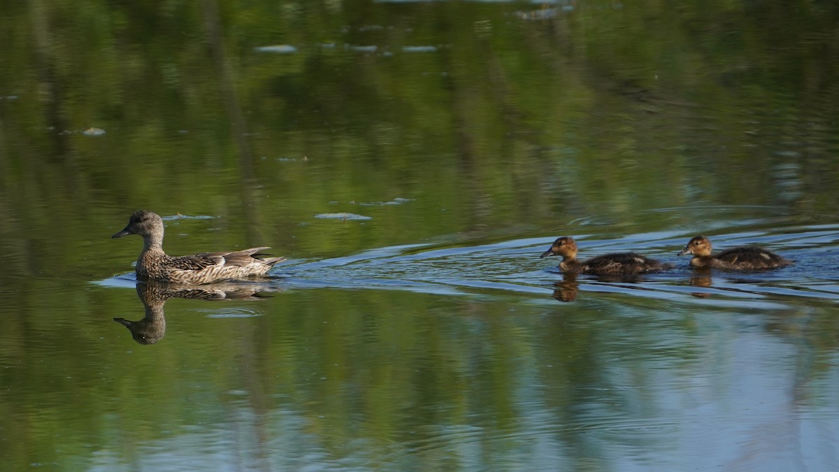 Falcated Duck - ML647557634