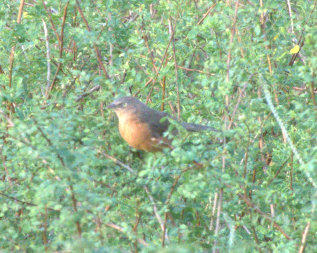 Rufous Chatterer - ML647557639