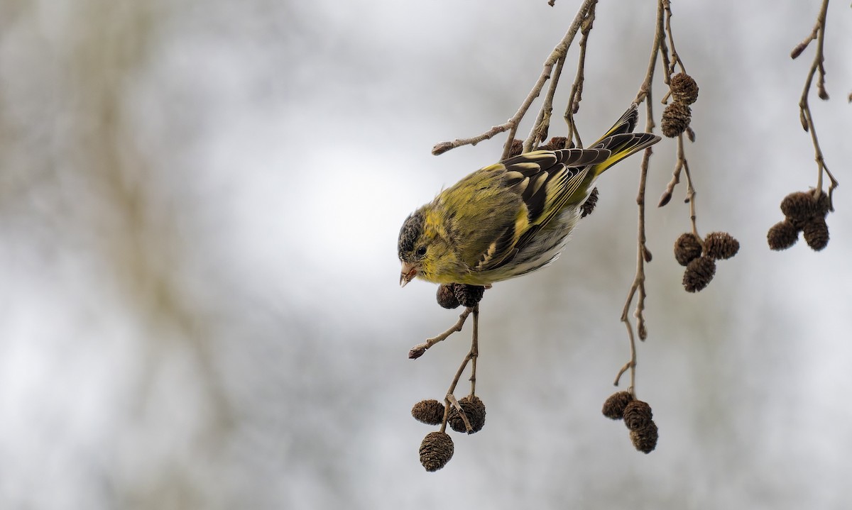 Eurasian Siskin - ML647557642