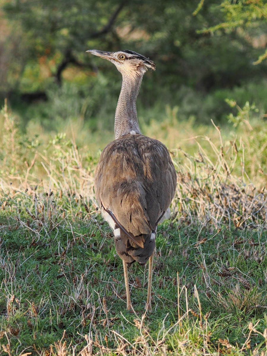 Kori Toyu - ML647557680