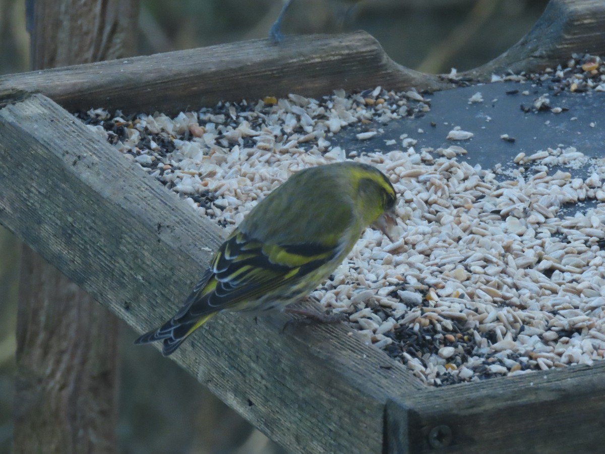 Eurasian Siskin - ML647557704