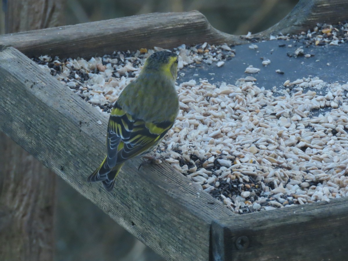 Eurasian Siskin - ML647557706