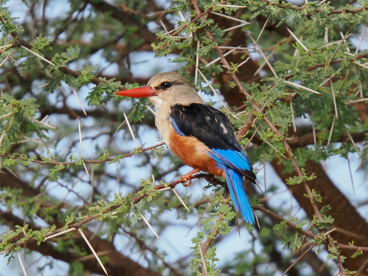 Gray-headed Kingfisher - ML647557708