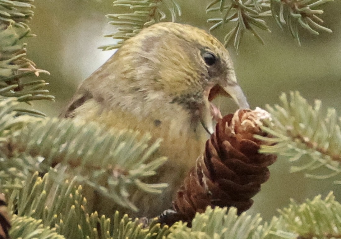 White-winged Crossbill - ML647557732