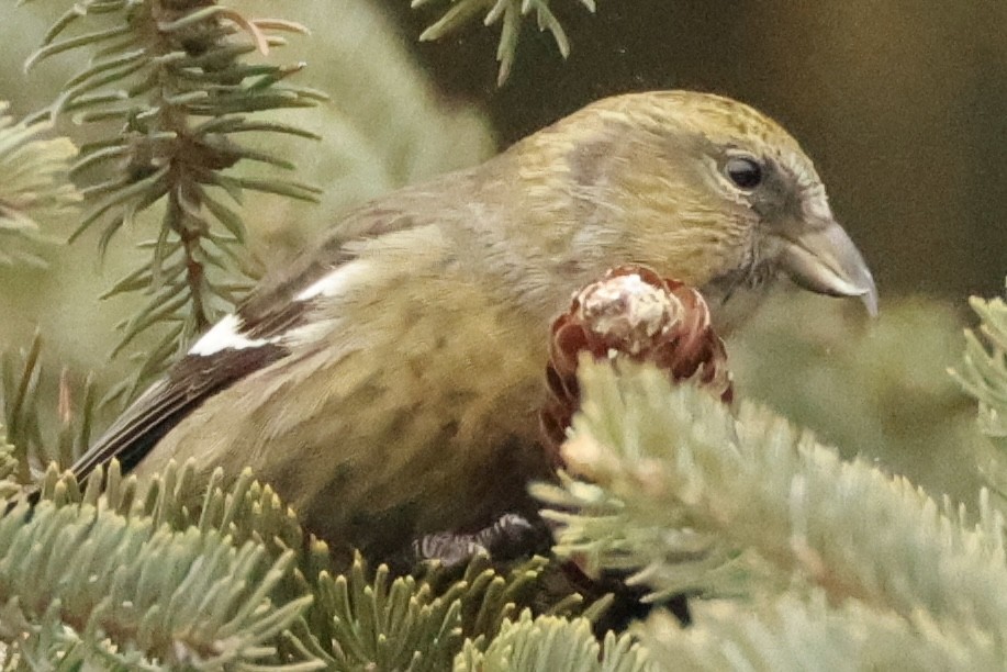 White-winged Crossbill - ML647557733
