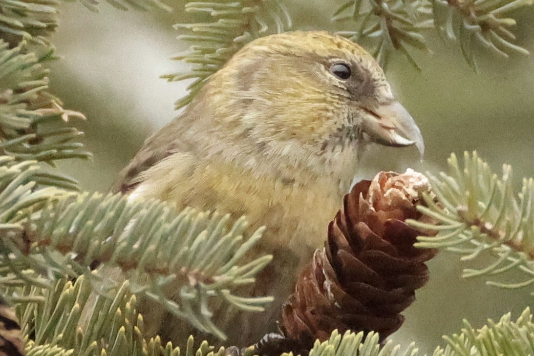 White-winged Crossbill - ML647557734