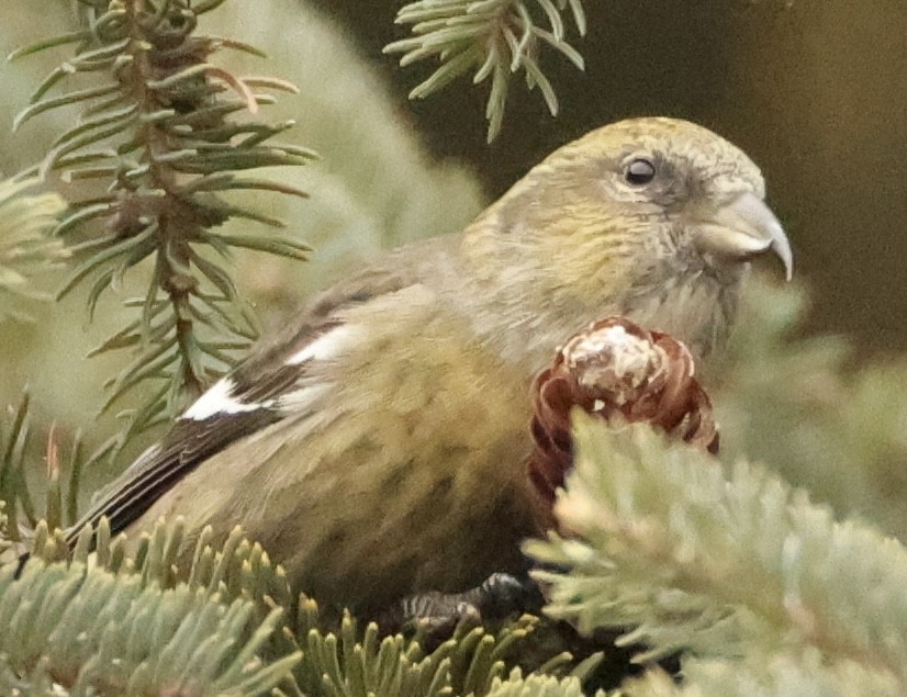 White-winged Crossbill - ML647557735
