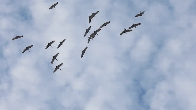 沙丘鶴 - ML647557749