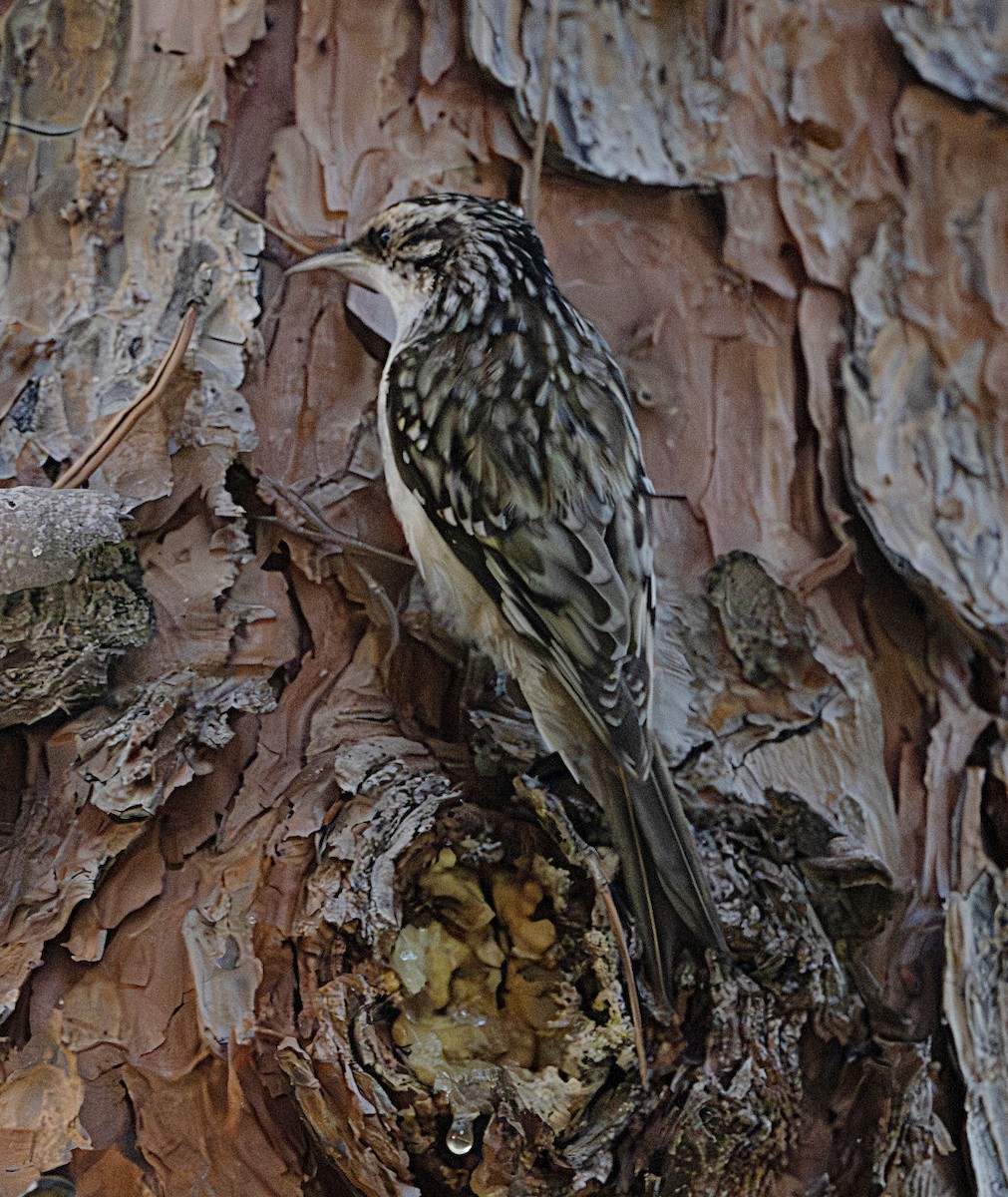 Agateador Americano - ML647557762