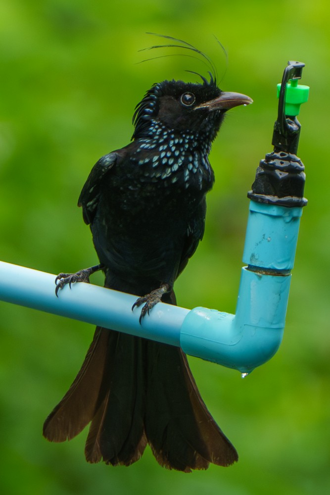 Hair-crested Drongo - ML647557781