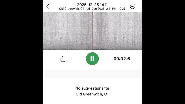 Clapper Rail - ML647557807