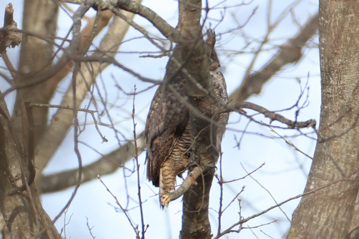 Great Horned Owl - ML647557859