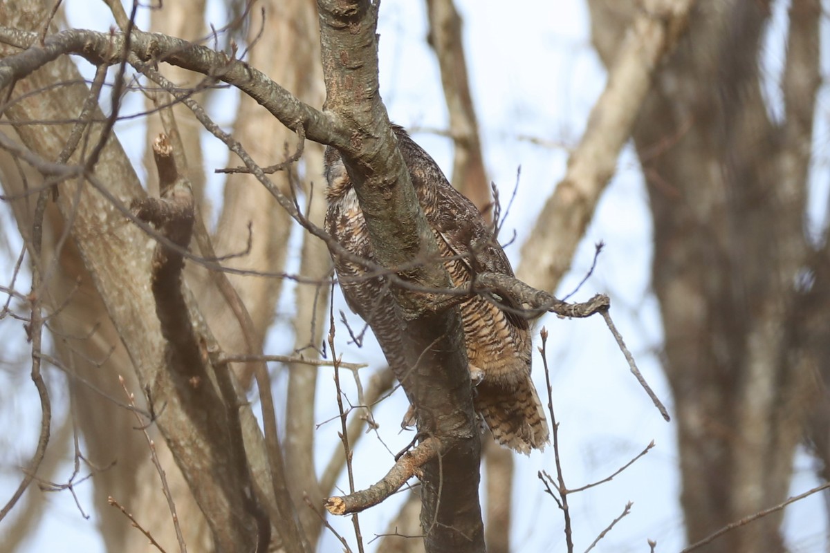 Great Horned Owl - ML647557860