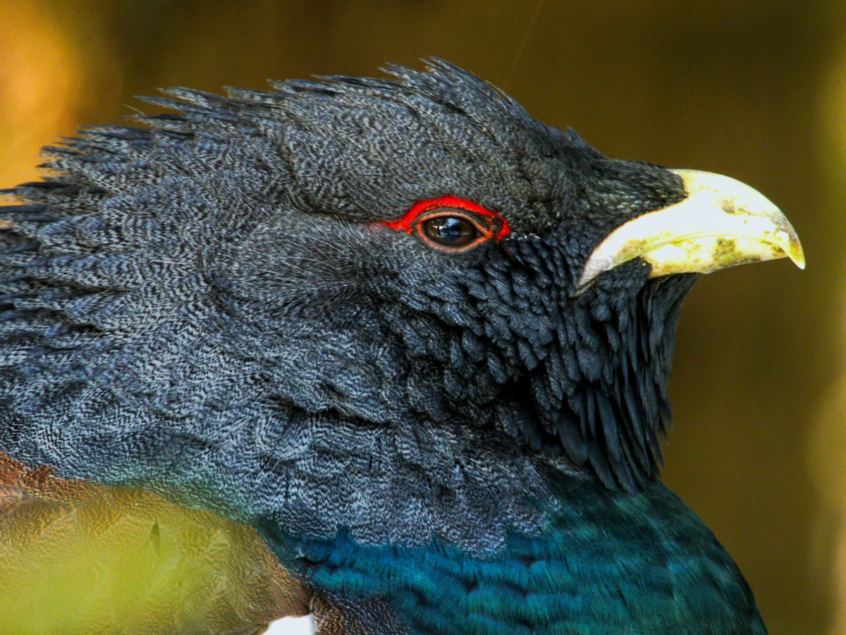 tetřev hlušec - ML647557866