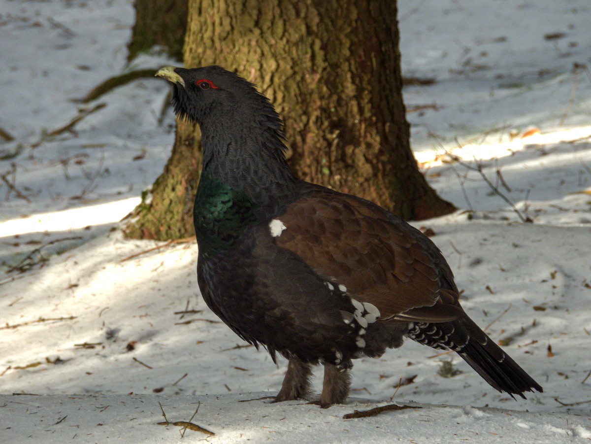 tetřev hlušec - ML647557867