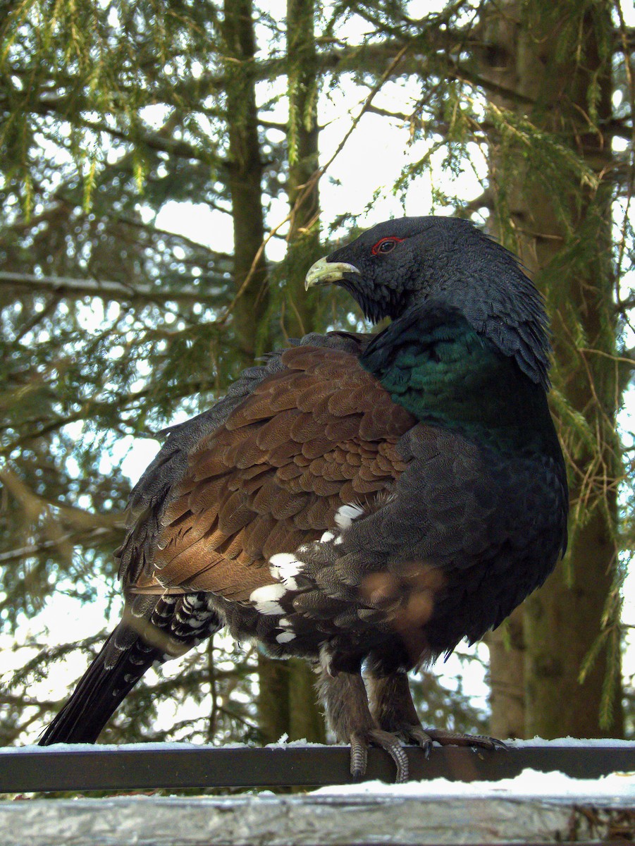 tetřev hlušec - ML647557868