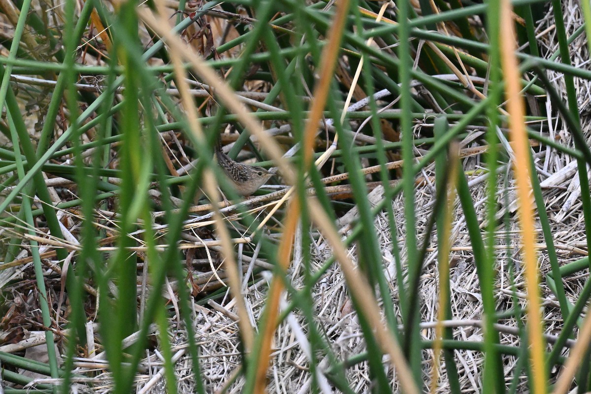 Sedge Wren - ML647557884
