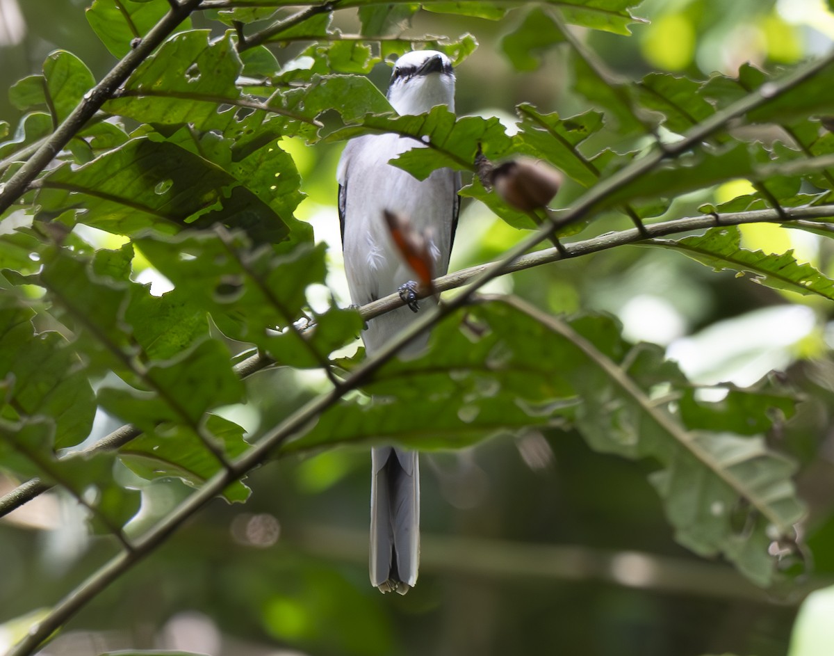 サンショウクイ - ML647557893