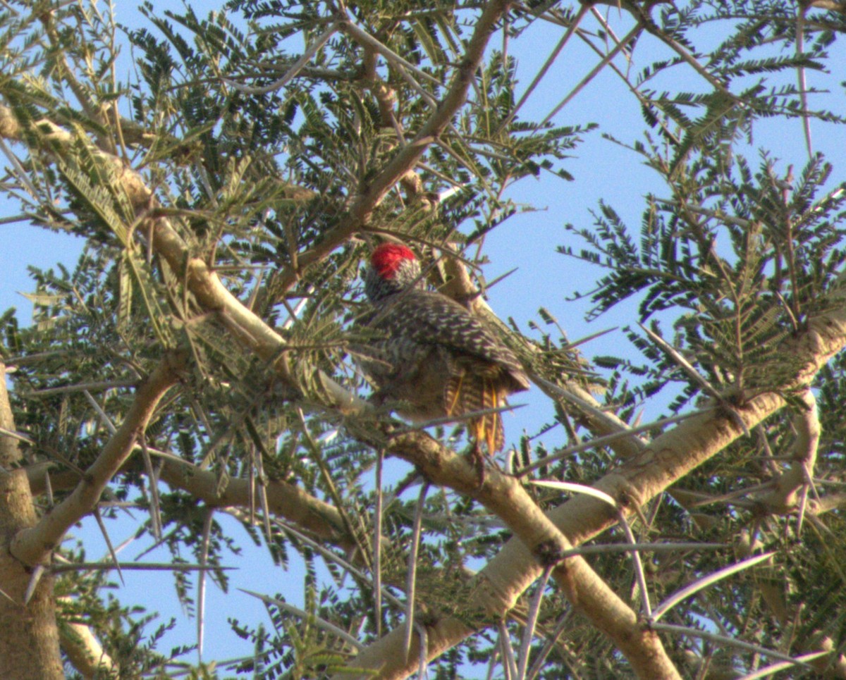 Nubian Woodpecker - ML647557908