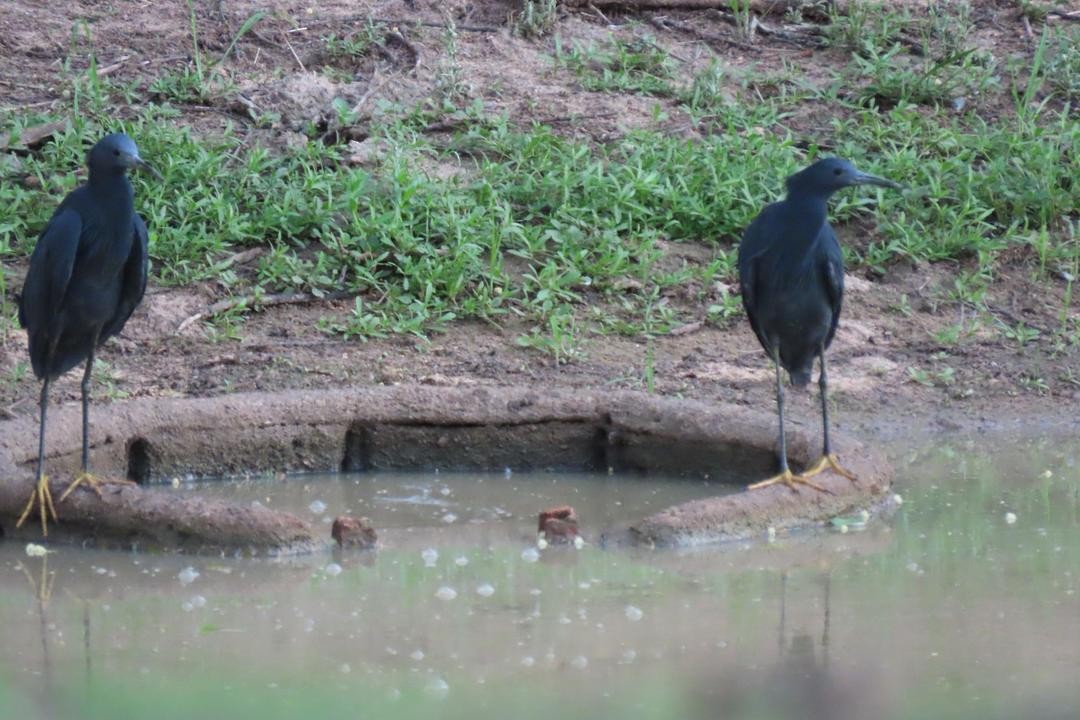 Black Heron - ML647557919