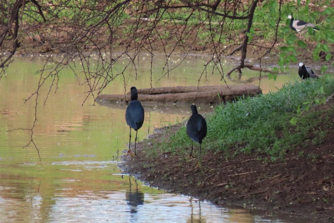 Black Heron - ML647557920