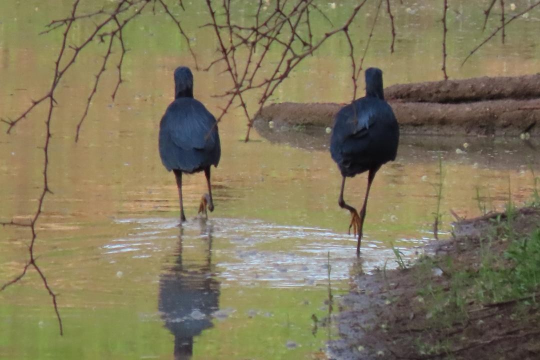 Black Heron - ML647557921