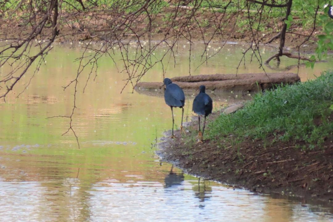 Black Heron - ML647557922
