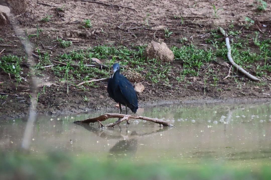 Black Heron - ML647557923