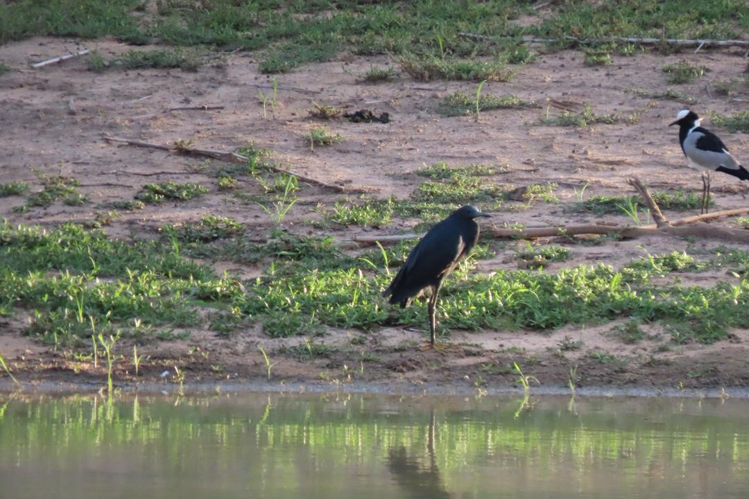 Black Heron - ML647557924