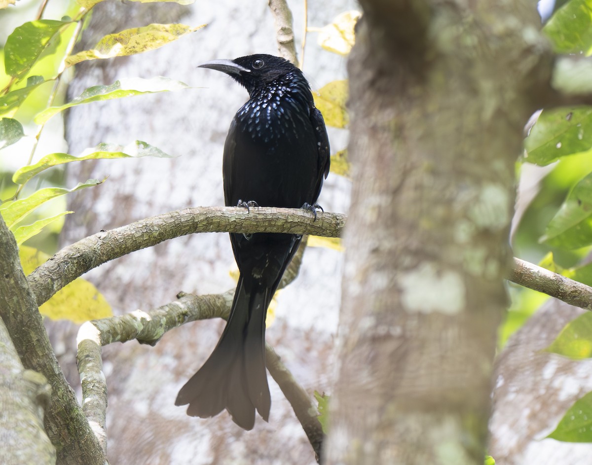 Hair-crested Drongo - ML647557926