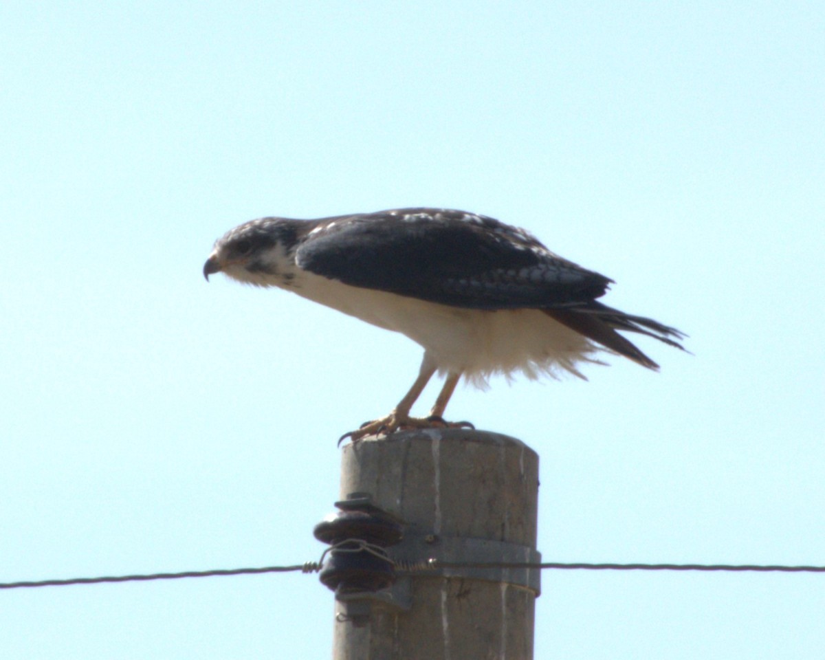 Augur Buzzard - ML647557976