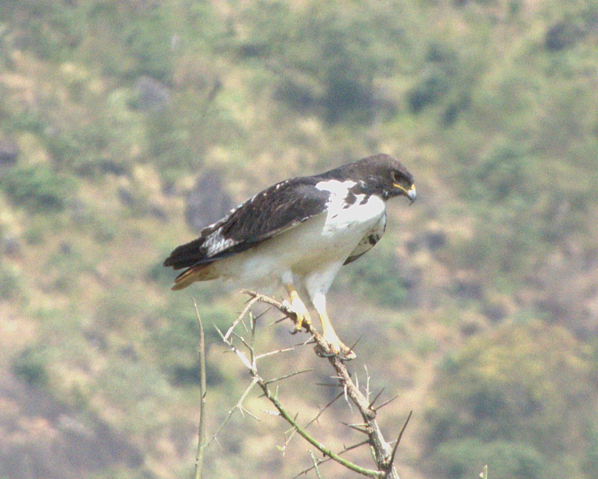 Augur Buzzard - ML647557977
