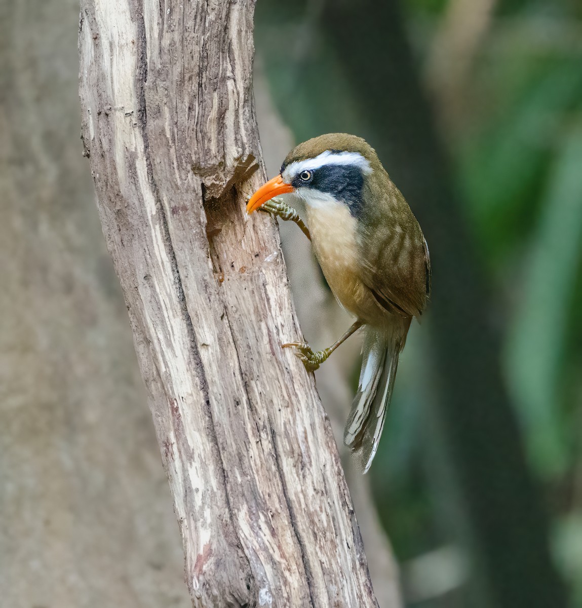 Brown-crowned Scimitar-Babbler - ML647557990
