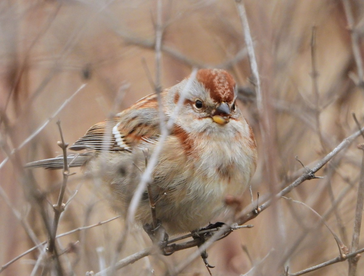Пасовник північний - ML647557994