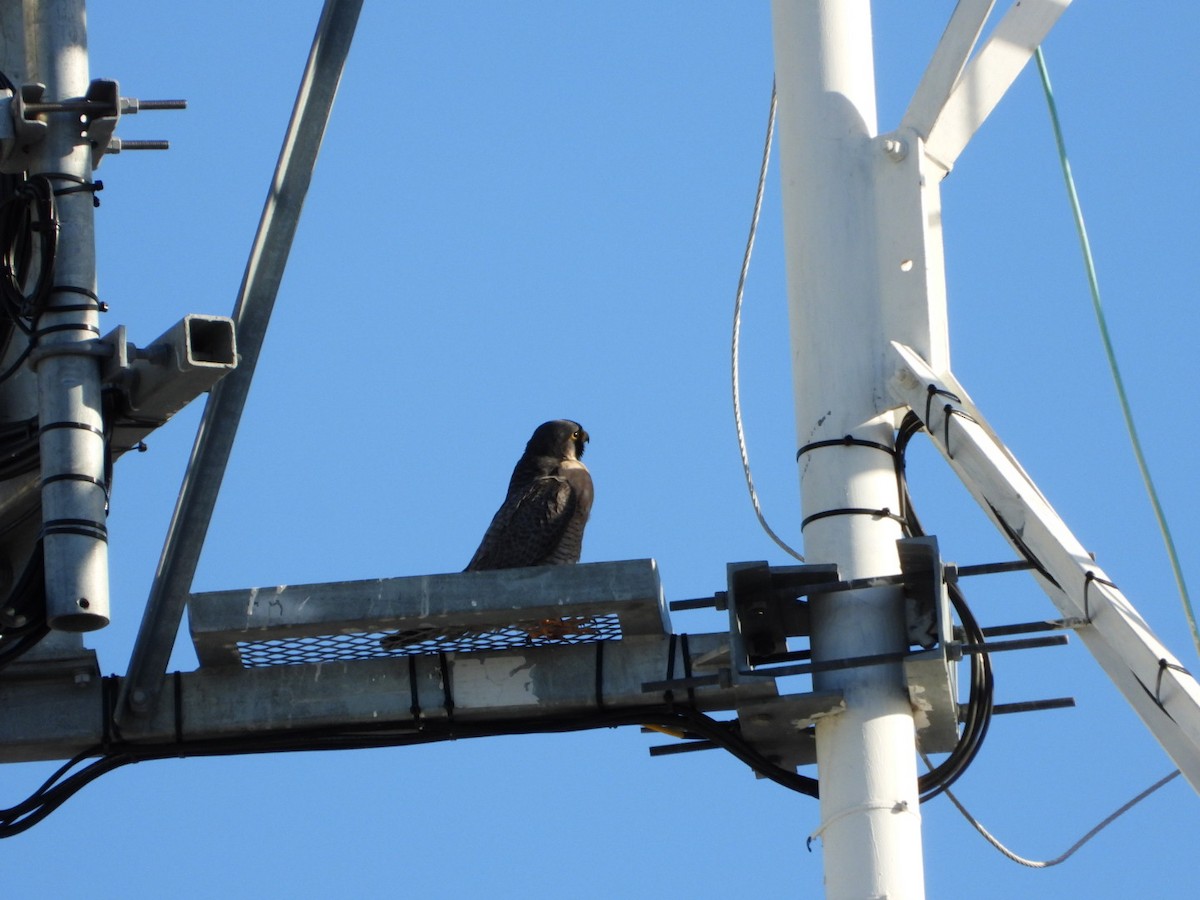 Сапсан - ML647557996